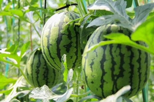 朝阳吃瓜群众网 吃瓜视频在线观看,独家揭秘，吃瓜视频在线观看盛宴