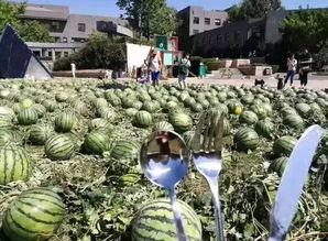 朝阳吃瓜群众网 吃瓜视频在线观看,独家揭秘，吃瓜视频在线观看盛宴