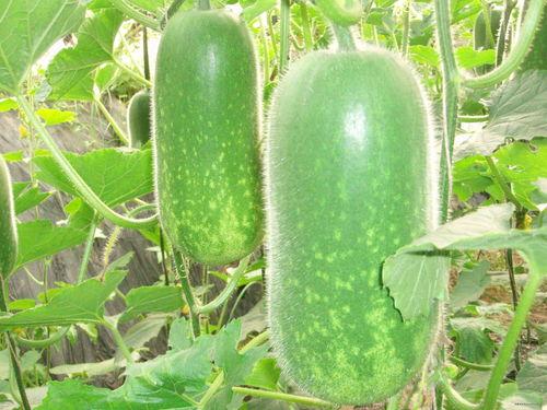 朝阳号外官网免费吃瓜 网红大瓜排行,网红大瓜排行揭秘