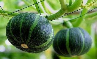 朝阳号外官网免费吃瓜 网红大瓜排行,网红大瓜排行揭秘